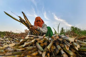 खटीमा: सप्ताह भर से गन्ना नहीं तुलने से भड़के किसान, केंद्र प्रभारी को घेरा