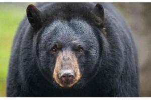 शक्तिफार्मः भालू के हमले से महिला घायल, क्षेत्र में सनसनी