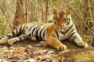 रामनगरः फाटो पर्यटन जोन में घायल बाघ ने रेस्क्यू के दौरान तोड़ा दम