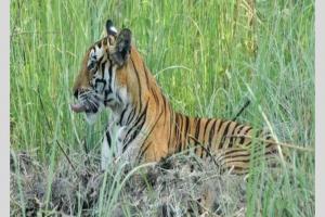 खटीमाः यूपी सीमा से सटे हल्दी घेरा गांव में बाघ का आतंक, कई मवेशियों को बना चुका अपना शिकार