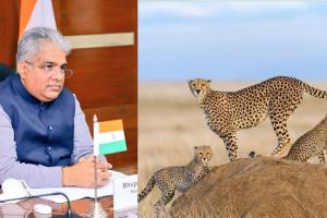 दक्षिण अफ्रीका से 18 फरवरी को भारत आएंगे 12 चीते : पर्यावरण मंत्री 