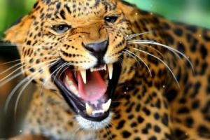 गाजियाबाद : कोर्ट परिसर में घुसा तेंदुआ, हमला कर 4 लोगों को किया घायल
