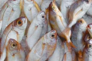 ज्यादा मछली खाने से हो सकती है ये बीमारी, यहां जानें क्या कहती है रिसर्च 