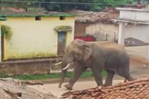 मुख्यमंत्री ने जताया दुख : गोरखपुर में यज्ञ के दौरान मची भगदड़ में तीन की मौत, हाथी के भड़कने से हुआ हादसा