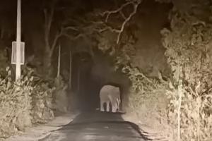 बहराइच: सड़क पर आया हाथियों का झुंड, एक घंटे थमा रहा आवागमन