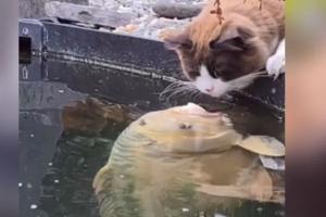 Video : जब बिल्ली को देख रोमांटिक हुई मछली, यूं करने लगी KISS