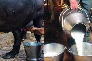 बरेली: भैंस के दूध से लेकर दही, नमक, पनीर और रसगुल्ले में भी मिलावट