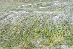 अयोध्या: रुदौली, मवई में सर्वाधिक क्षतिग्रस्त हुई गेहूं, सरसों व मसूर की फसलें