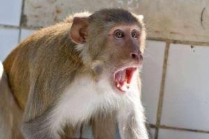 पीलीभीत: बंदरों के झुंड ने हमला बोला तो छत से गिरा बुजुर्ग, इलाज के दौरान मौत
