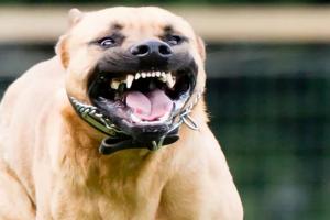 बरेली: मैक्स सिटी में पालतू कुत्तों से दहशत, सामूहिक पलायन की चेतावनी