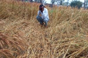 अयोध्या: बेमौसम बारिश से किसान तबाह, गेहूं समेत सब्जी की फसलों को भारी नुकसान 