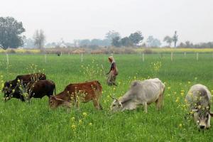 गरमपानी: खेतीबाड़ी चौपट कर रहे जंगली व आवारा जानवर, निजात दिलाने की मांग 