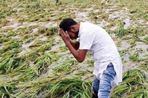 रुद्रपुर: बारिश से तराई के निचले इलाकों में 15 फीसदी गेहूं की फसल को नुकसान