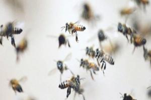 बिजनौर : मधुमक्खियों के हमले से ग्रामीण की मौत, महिला व चार छात्राएं घायल