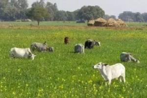 संभल: छुट्टा पशुओं ने हमलाकर किसान को किया घायल, खेत में घुसा था झुंड 