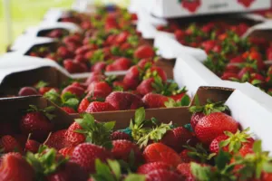 नैनीताल: पहाड़ की स्ट्रॉबेरी का घट गया उत्पादन, बाजार में बिक रही हाइब्रिड