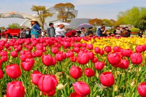 Netherlands में रंग बिरंगे ट्यूलिप के फूलों की बहार, पर्यटकों के स्वागत को है तैयार 