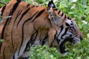खटीमाः शौच के लिए जा रहे युवक को बाघ ने बनाया निवाला, क्षेत्र में सनसनी