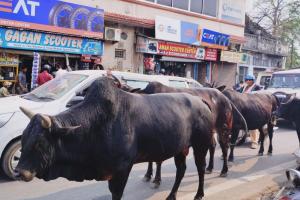 हल्द्वानीः सड़कों पर घूमते आवारा पशु बन रहे हादसों का कारण, कुमाऊं का आंकड़ा जानकर रह जाएंगे हैरान