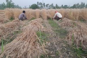 बरेलीः धूप के तेवर दिख किसानों ने तेज की गेहूं कटाई