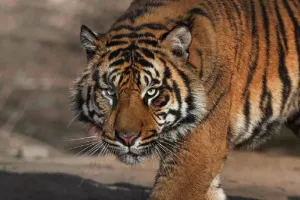 पौड़ी गढ़वाल: जिले के 24 गावों में लगा बाघ के डर से Night Curfew 