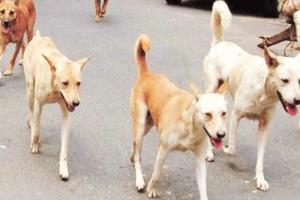 अलीगढ़ में आवारा कुत्तों के झुंड के हमले में व्यक्ति की मौत 