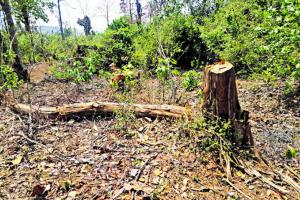 सागौन के जंगल में अवैध कटाई मामले में डिप्टी रेंजर सहित दो निलंबित 