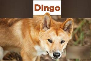 डिंगो हमले दुर्लभ हैं, आप Dingo से कैसे सुरक्षित रह सकते हैं?