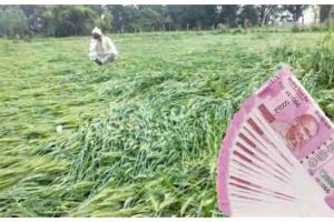 खटीमाः किसानों को मिले 50 हजार रुपये प्रति एकड़ मुआवजा- भुवन चंद्र कापड़ी
