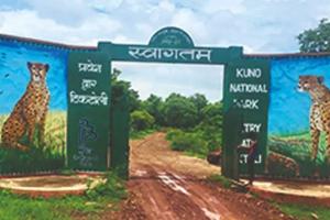 मध्य प्रदेश : कूनो राष्ट्रीय उद्यान के पास गांव में एक खेत में पहुंचा चीता, जंगल भेजने के प्रयास जारी 