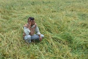 बेमौसम बरसात: 5.23 लाख हेक्टेयर में गेहूं की फसल प्रभावित, किसानों को भारी नुकसान का अंदेशा