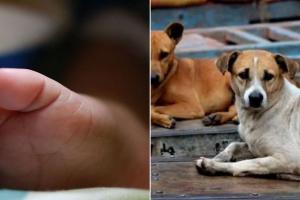 बरेली: युवक के शव को कुत्तों ने नोच खाया