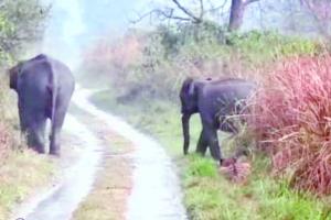 खटीमा: हाथी के झुंड ने मचाया उत्पात, नर्सरी तोड़ी 