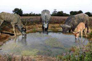 बाजपुर: प्यास बुझाने आबादी की ओर आ रहे जंगली जानवर 
