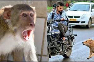 नैनीताल: कुत्तों और बंदरों के बढ़ते आतंक संबंधी याचिका पर हाईकोर्ट ने की सुनवाई