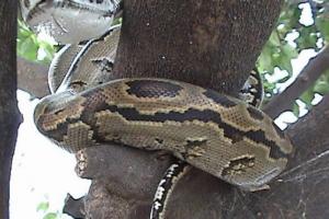 हल्द्वानी: पेड़ पर Python...जिसने देखा कांप उठा, क्या आपने देखा? 