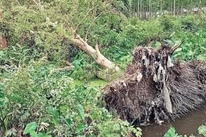 Kashipur News : तेज आंधी से फसलों को पहुंचा भारी नुकसान, बिजली की लाइनों पर गिरे पेड़, आठ घंटे बिजली रही गुल