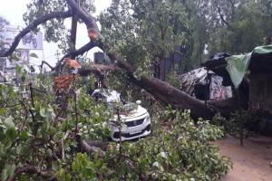 बहराइच: मूसलाधार बारिश के चलते वाहनों पर गिर पीपल का पेड़, चार घायल