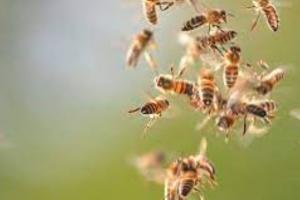 चंपावत: मधुमक्खी के हमले से ढाई साल के बच्चे की मौत 