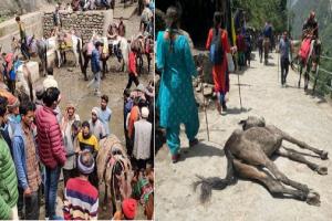 Chardham Yatra: पशुपति के दर्शन करने के लिए हो रहा पशुओं का बलिदान 