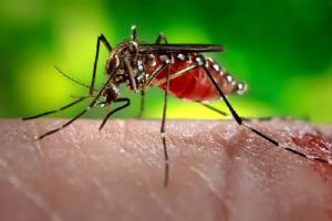 National Dengue Day 2023 : डेंगू भी कोरोना की ही तरह गंभीर, बरतें सतर्कता