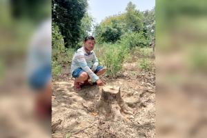 Unnao में अजब-गजब चोरी का मामला, चंदन के पेड़ को पहले जड़ से उखाड़ने का किया प्रयास, कामयाब न होने पर काटा