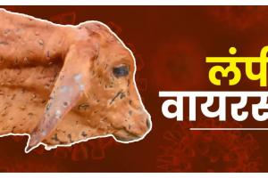 लोहाघाट : लंपी रोग से रायनगर में दो दुधारू गायों की मौत, पशुपालक चिंतित