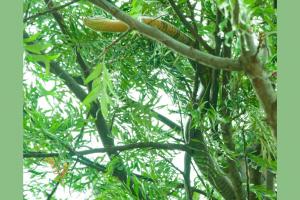 Nainital News : घर के आंगन में लगे पेड़ पर चढ़ गया किंग कोबरा, लंबा इतना कि सहम गये लोग