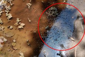 बरेली: जिला अस्पताल में 'मच्छरों की मौज'! गड्ढे के पानी को बनाया अड्डा, बीमारियों को दावत