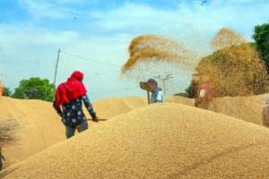 हल्द्वानी: सरकारी क्रय केन्द्रों पर गेहूं नहीं बेच रहे किसान
