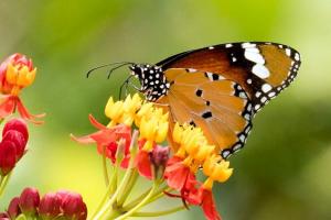 विश्व जैव विविधता दिवस: जरा समझो तो... क्या होता है जब फूलों पर मंडराती हैं तितलियां