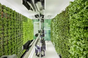 बरेली: एक्सीलेंस सेंटर में इजरायली तकनीक से उगेगी सब्जियां