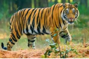 अल्मोड़ा: वन विभाग को नहीं मिला बाघ, हटाए ट्रैप कैमरे 