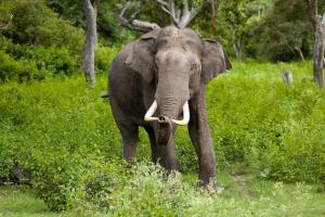 कोटद्वार: जंगल में हाथी ने महिला को सूंड से उठा कर पटका, आनन-फानन में पहुंचाया अस्पताल 